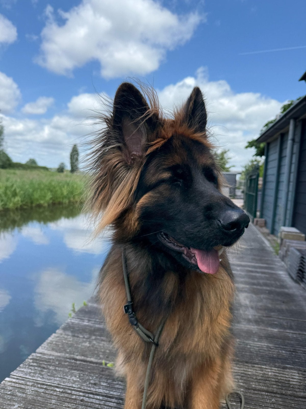 Oud duitse herder, Reu, 1 tot 2 jaar, Eén hond, Herder
