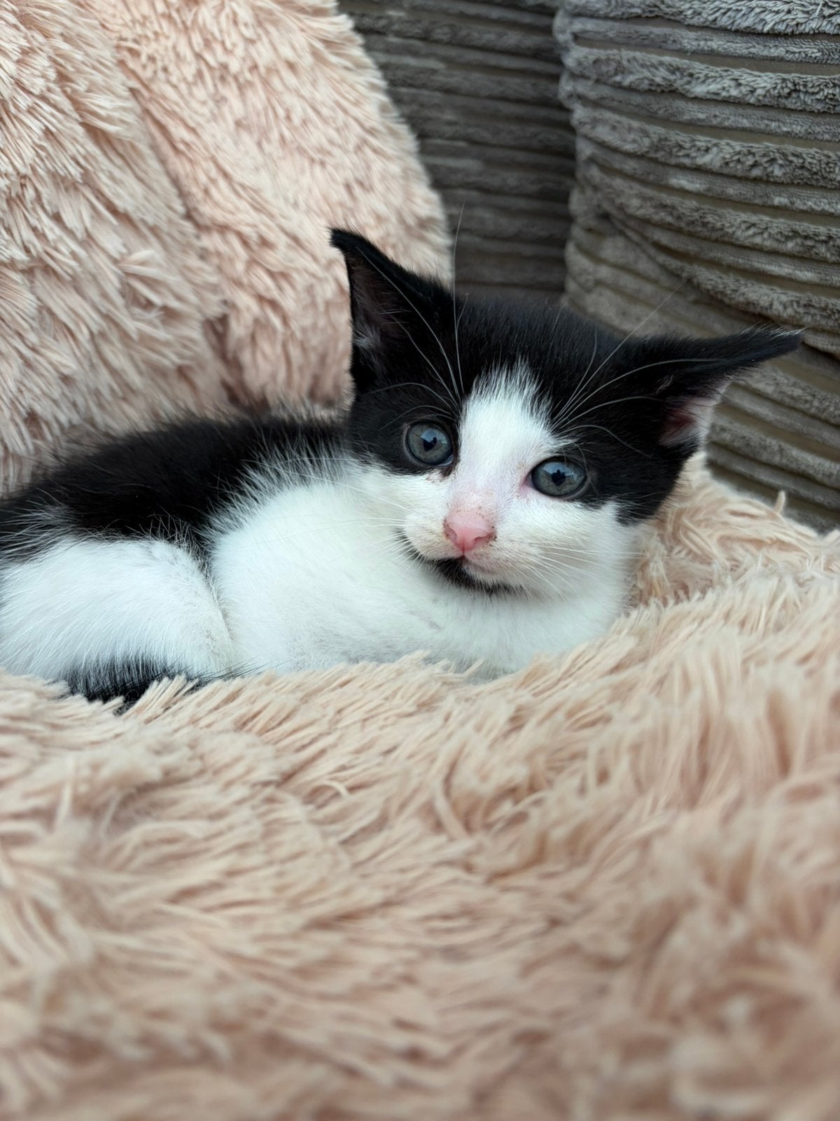 Kittens, Dieren en Toebehoren, Geslacht onbekend, Kortharig