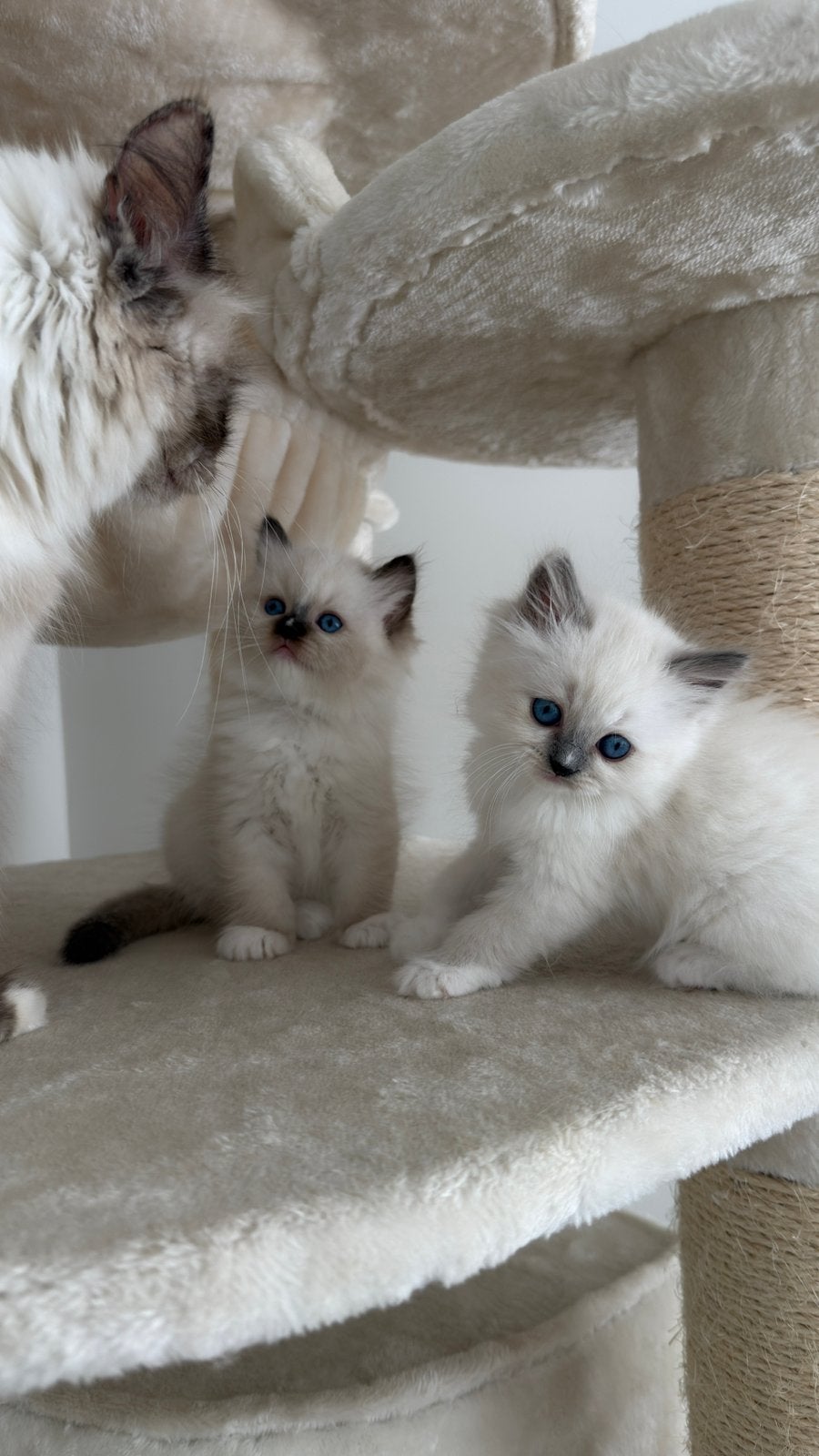 3 prachtige Ragdoll kittens, Dieren en Toebehoren, Katten en Kittens | Raskatten | Langhaar, Meerdere dieren