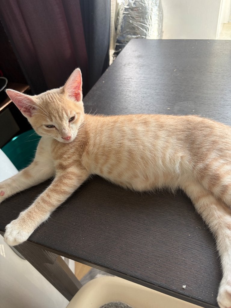 Two Lovely Kittens Looking for a Loving Hom, Meerdere dieren, Kortharig, 0 tot 2 jaar