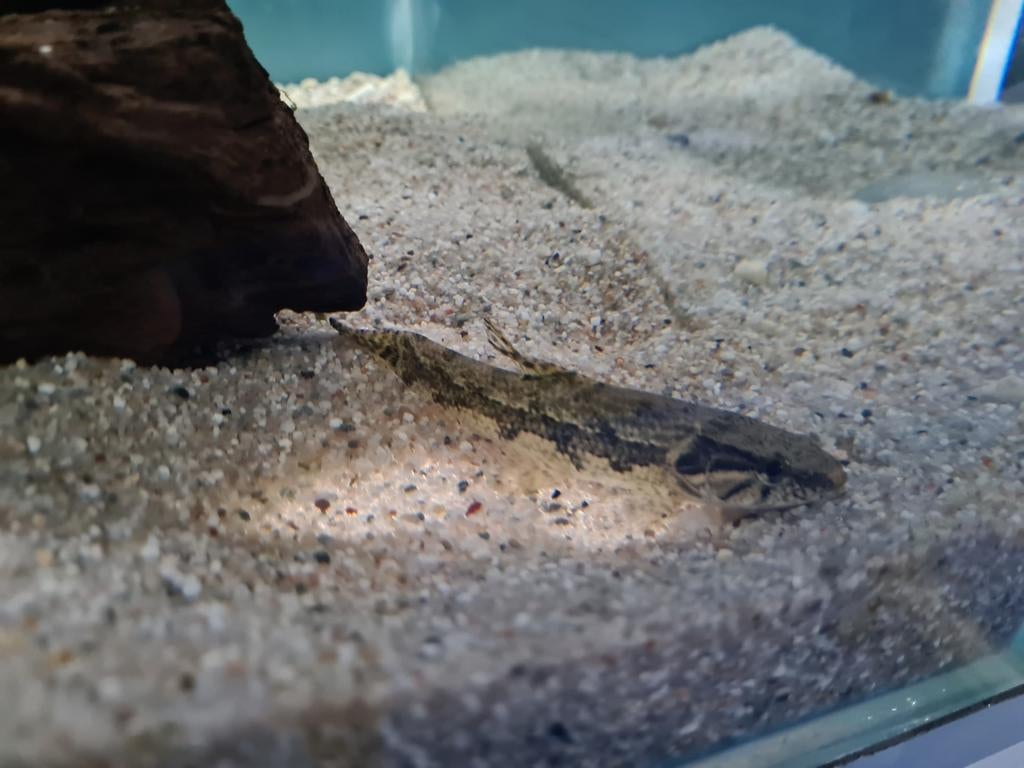 Hoplias Malabaricus, Wolfsvis, Pataka, Vis, Zoetwatervis