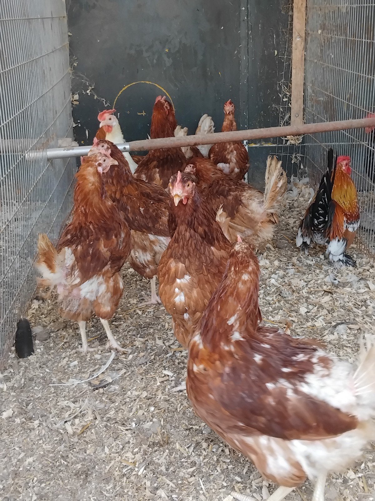 mooie legkippen, Dieren en Toebehoren, Pluimvee, Vrouwelijk, Kip