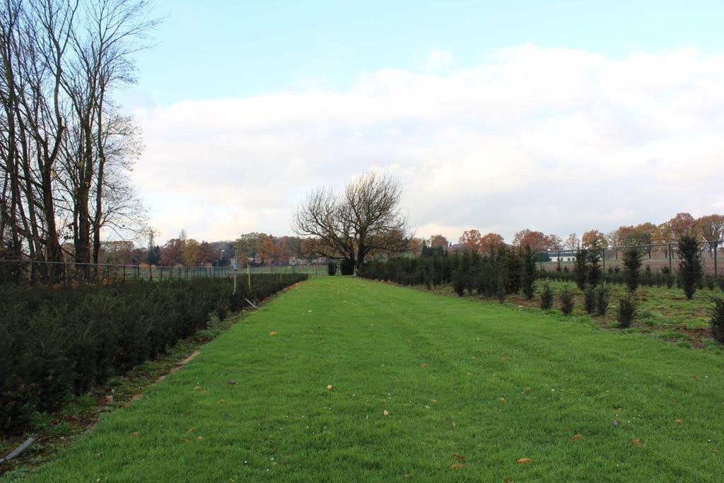 Taxus, Ophalen of Verzenden, Taxus, Haag, 100 tot 250 cm