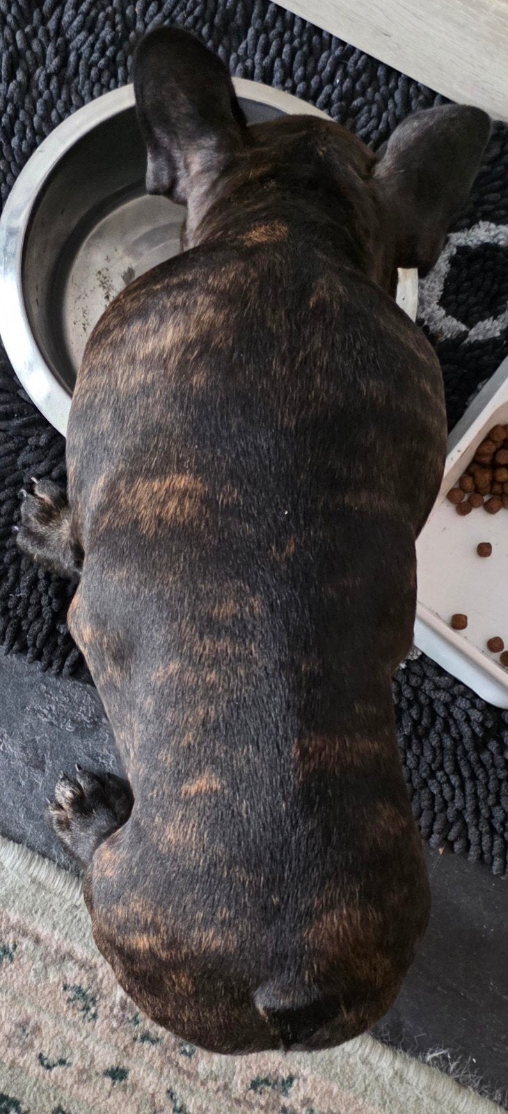 Laatste Franse bulldogpup te koop, Dieren en Toebehoren, Reu, 8 tot 15 weken, Bulldog, Eén hond