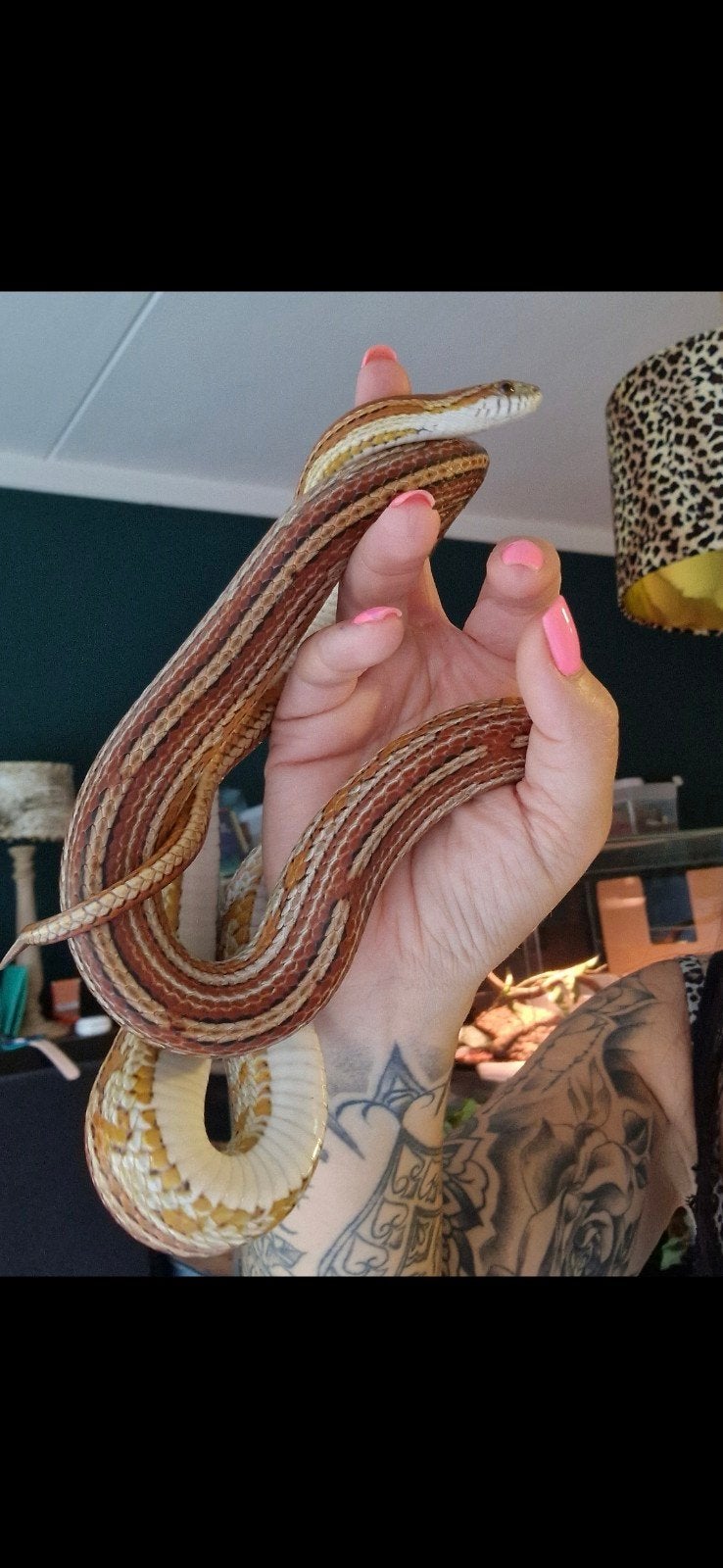 Rattenslang tessera vrouw, Dieren en Toebehoren, Reptielen en Amfibieën, Slang, 3 tot 6 jaar