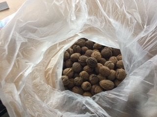 WALNOTEN te koop, Ophalen of Verzenden