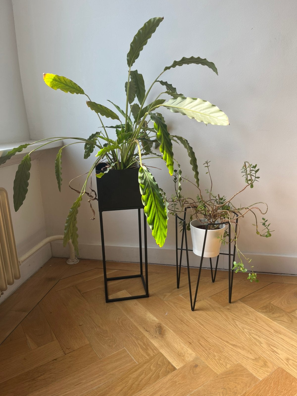 Kamerplanten  (Ophalen uiterlijk 30 juni), Huis en Inrichting, Kamerplanten, Ophalen, Halfschaduw, Minder dan 100 cm