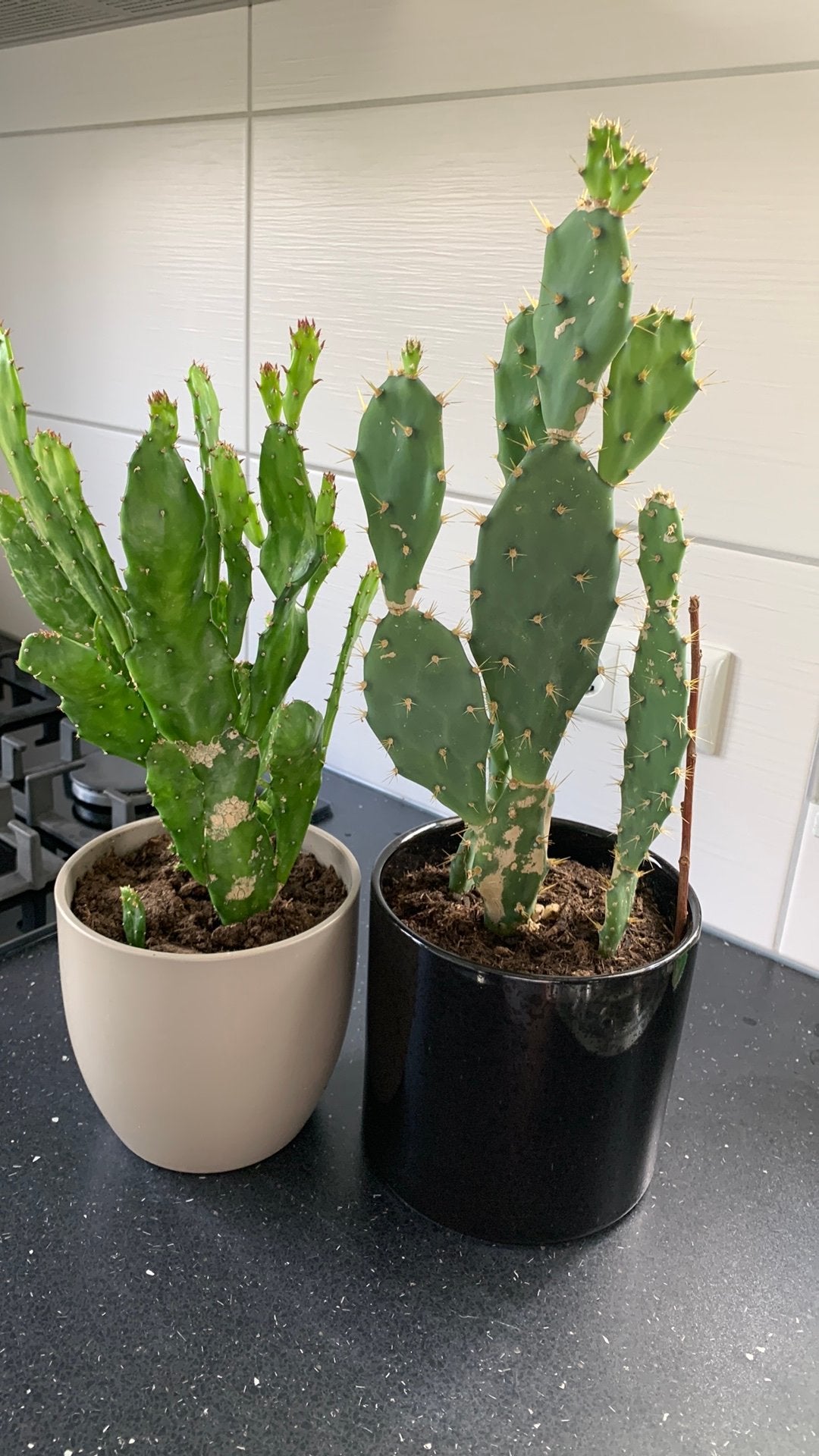 Cactus planten per pot €8, Huis en Inrichting, Ophalen, Cactus, Volle zon, Minder dan 100 cm