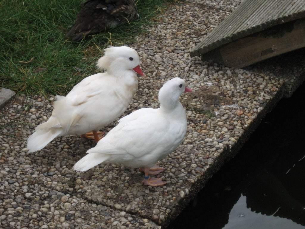 broedeieren van witte mandarijn eenden, Dieren en Toebehoren, Geslacht onbekend, Eend
