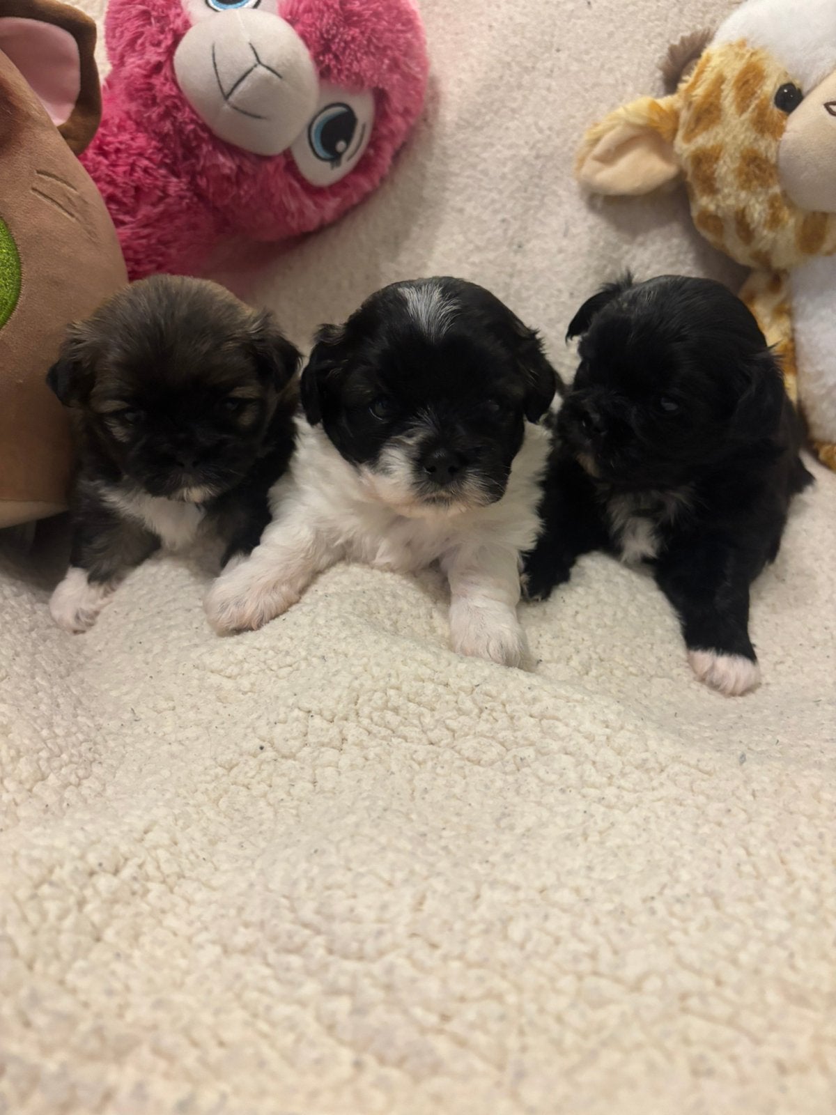Boomer /Pekinees puppy’s, Overige rassen, 8 tot 15 weken, Meerdere, Meerdere dieren