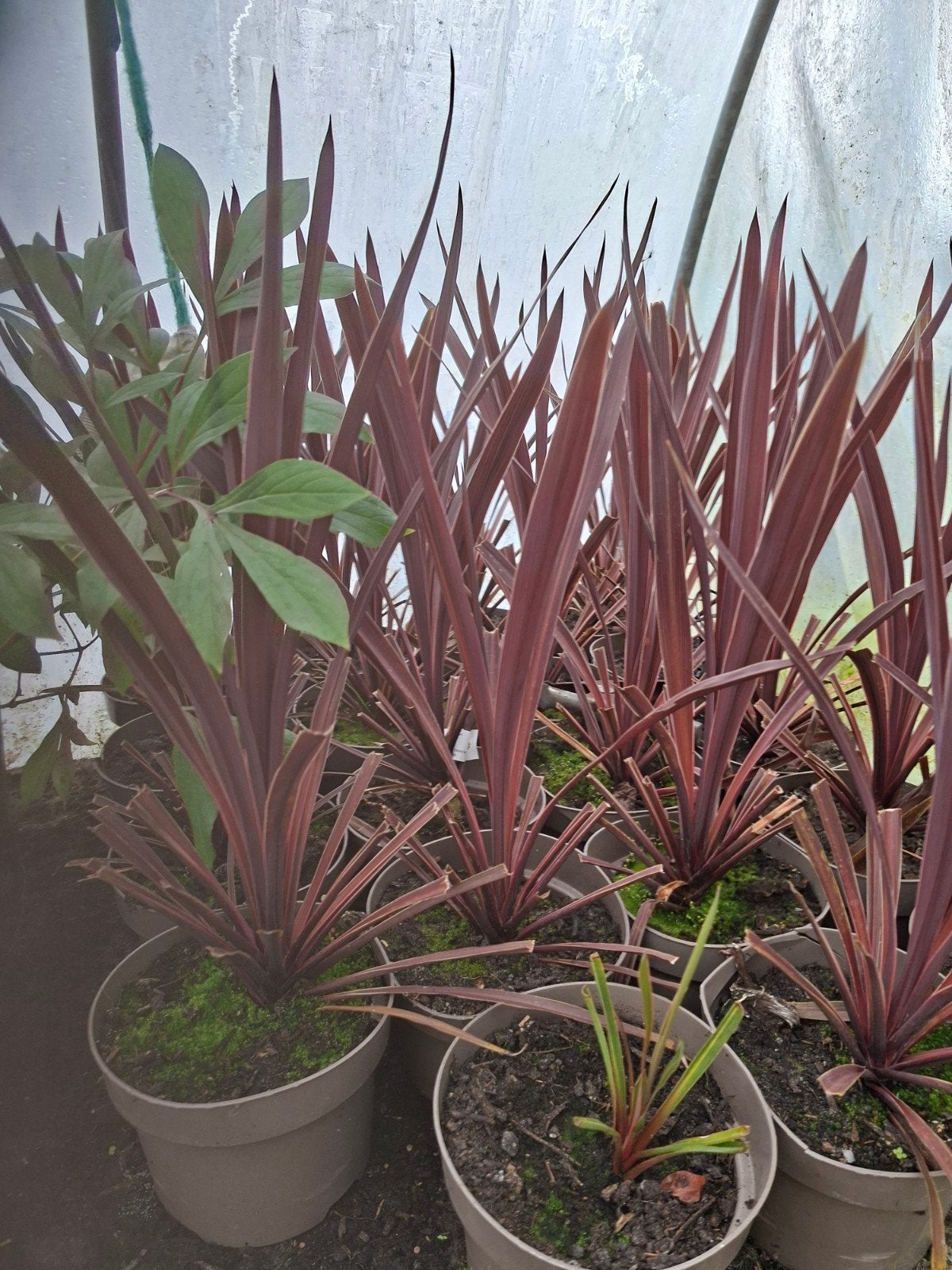 cordyline aust.  Red cornet, Tuin en Terras, Ophalen of Verzenden, Overige soorten, Halfschaduw