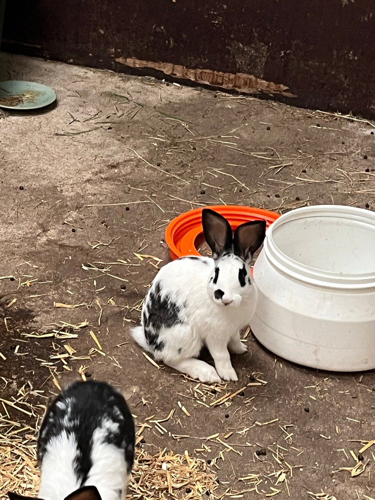 Jonge duitse reuzen, Dieren en Toebehoren, Meerdere dieren, Groot