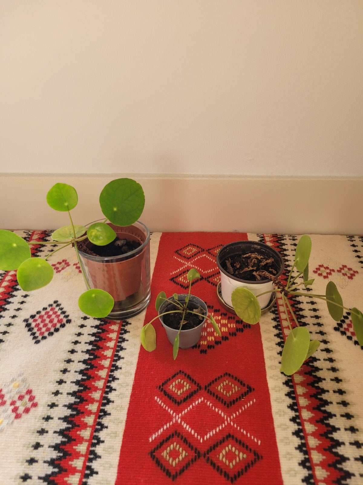 Pannenkoekenplant (Pilea peperomiodes), Huis en Inrichting, Ophalen, Overige soorten, Halfschaduw, Minder dan 100 cm