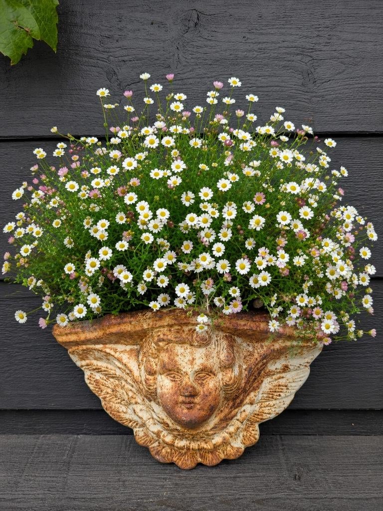 Gietijzeren Engelen Hoofd Muur Bloemhanger, Overige materialen, Gebruikt, Minder dan 30 cm, Minder dan 60 cm