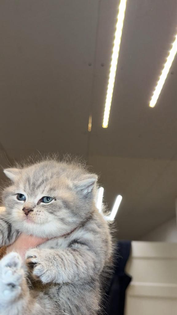 Britsh kort kittens en sccotish fold kittens, Ophalen, Nieuw