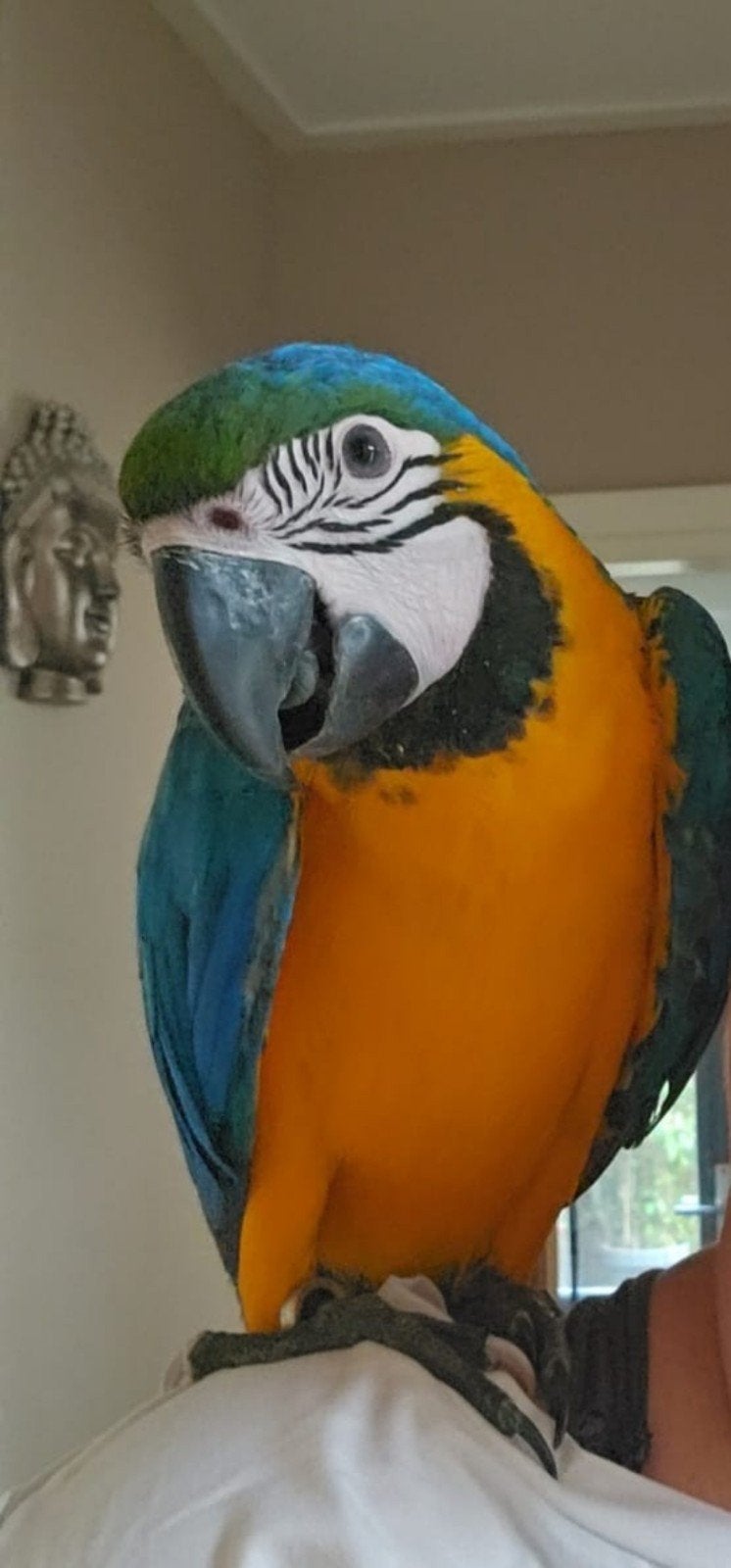 super lieve ara papegaai, Dieren en Toebehoren