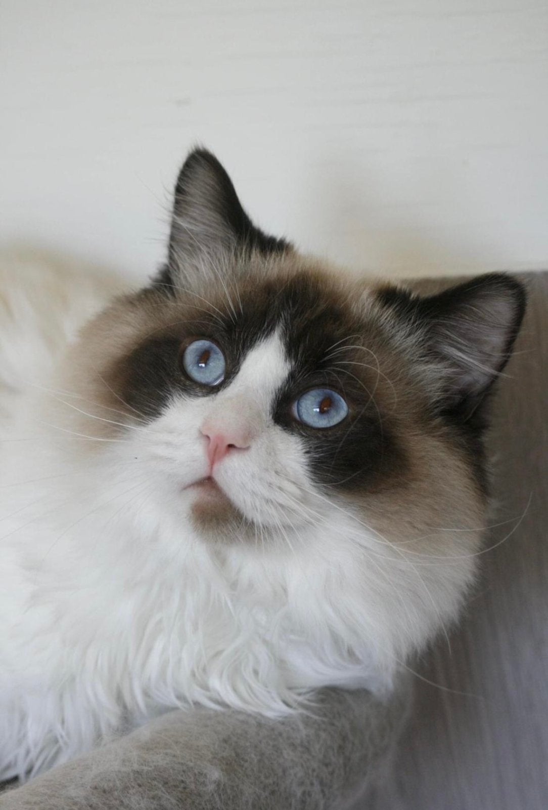 Ter dekking: Ragdoll Seal bicolor dekkater met stamboom!, Dieren en Toebehoren, Katten en Kittens | Dekkaters, 3 tot 5 jaar