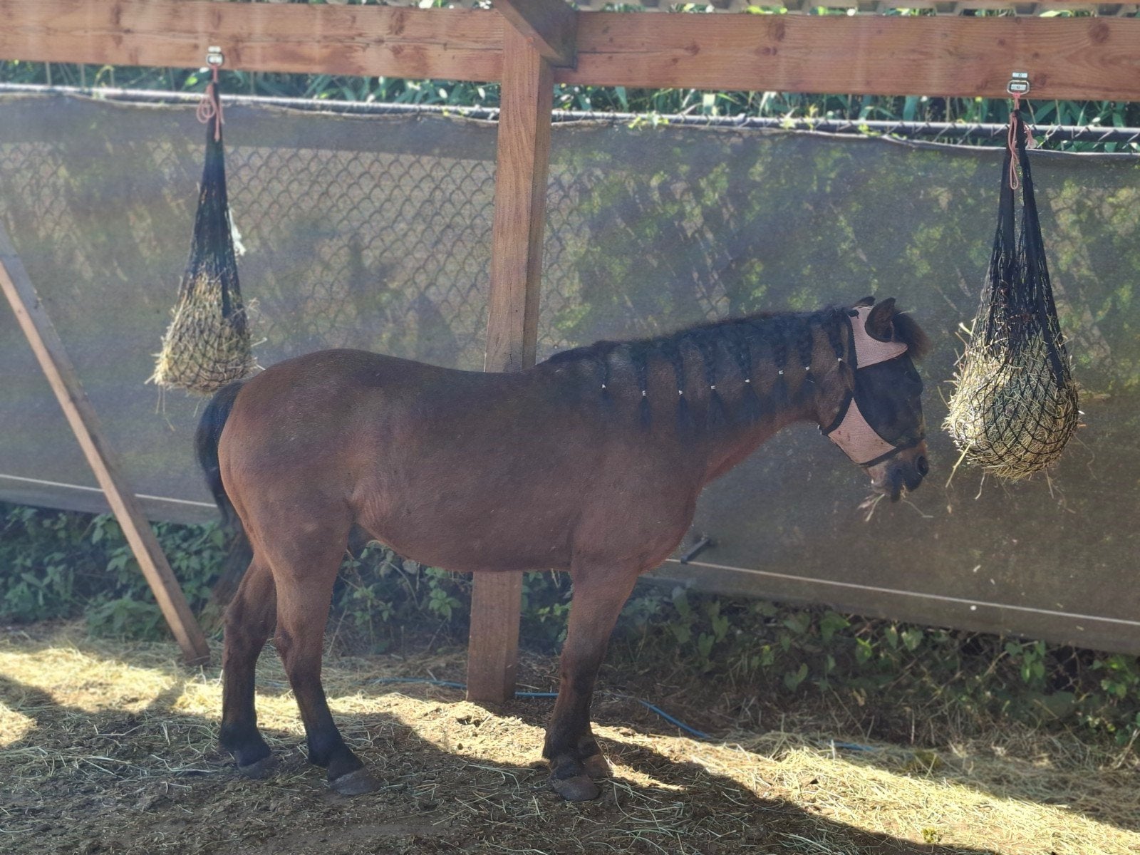 verzorgster gezocht, Meerdere dieren, Minder dan 160 cm, Recreatiepaard, 11 jaar of ouder