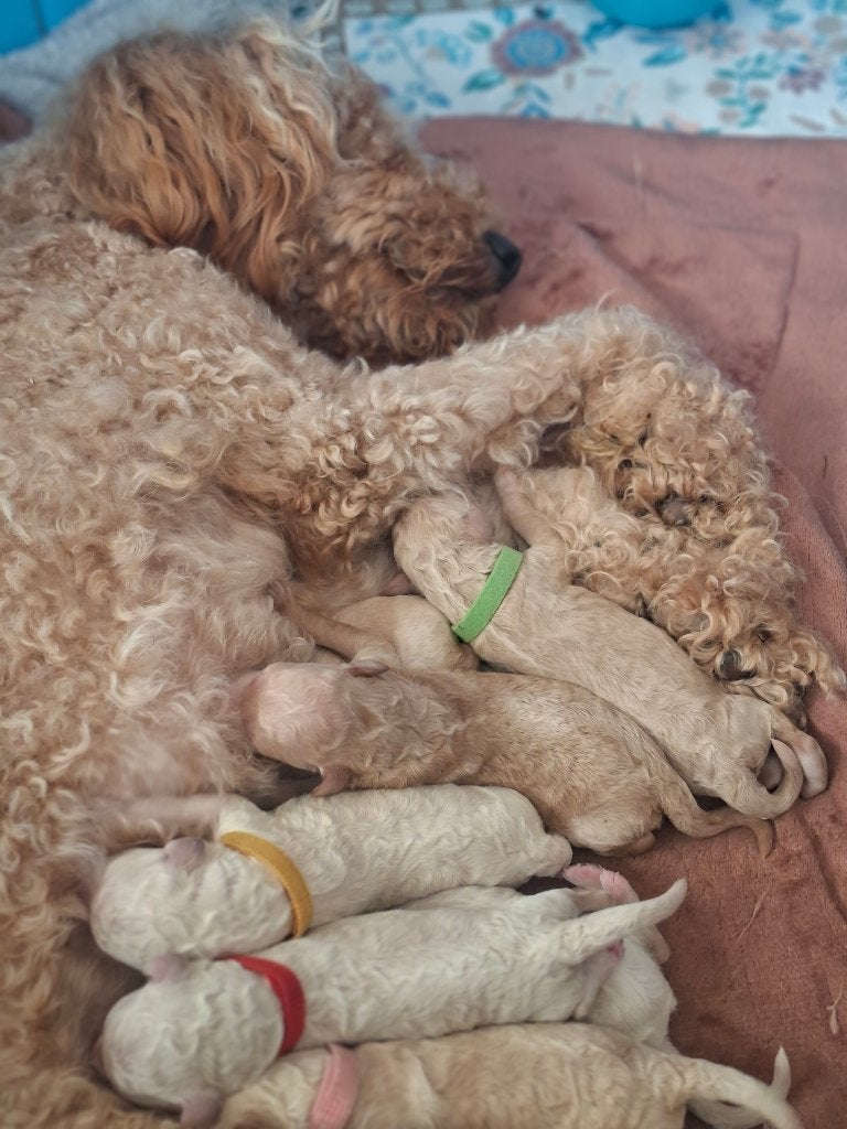 pups poedel, grote poedel, koningspoedel, standaard, doodle, Overige rassen, 8 tot 15 weken, Meerdere, Meerdere dieren