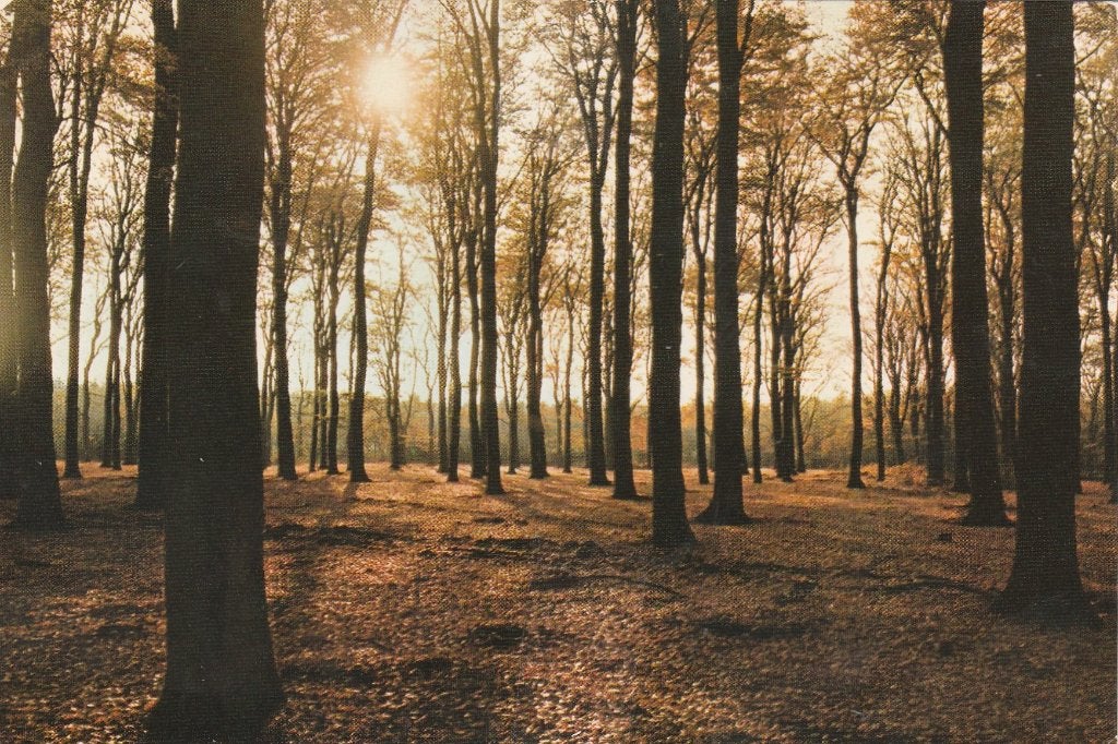 HILVARENBEEK Bos, Verzamelen, Verzenden, 1980 tot heden, Gelopen, Noord-Brabant