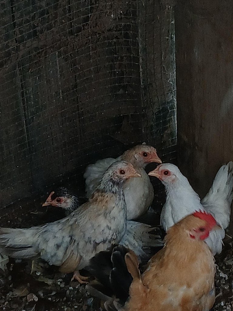 jonge Serama kriel kuikens, Dieren en Toebehoren, Meerdere dieren, Kip