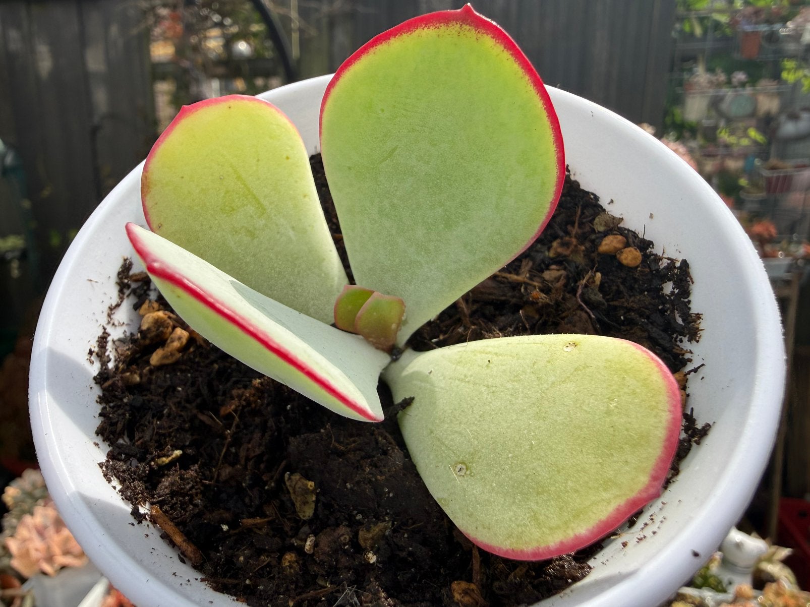 Cotyledon orbiculata ' Hakubi'/pot 8cm/vetplant/succulent, Ophalen of Verzenden, Halfschaduw, Minder dan 100 cm