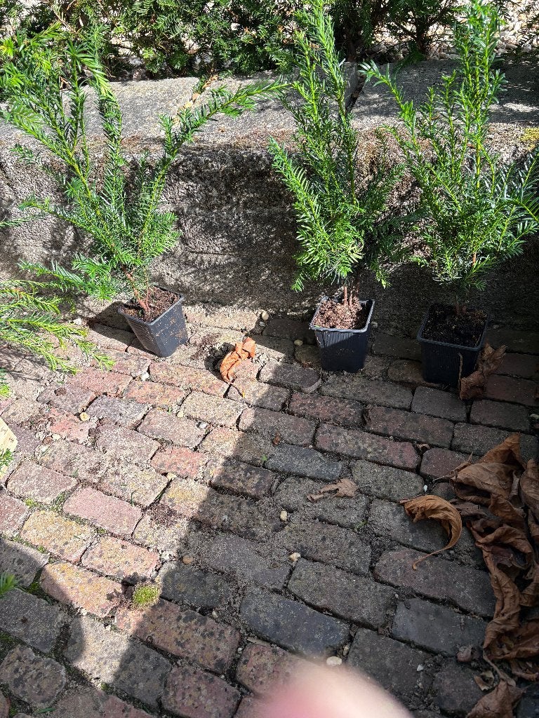 taxus baccata, Volle zon, Vaste plant, Bloeit niet, Ophalen