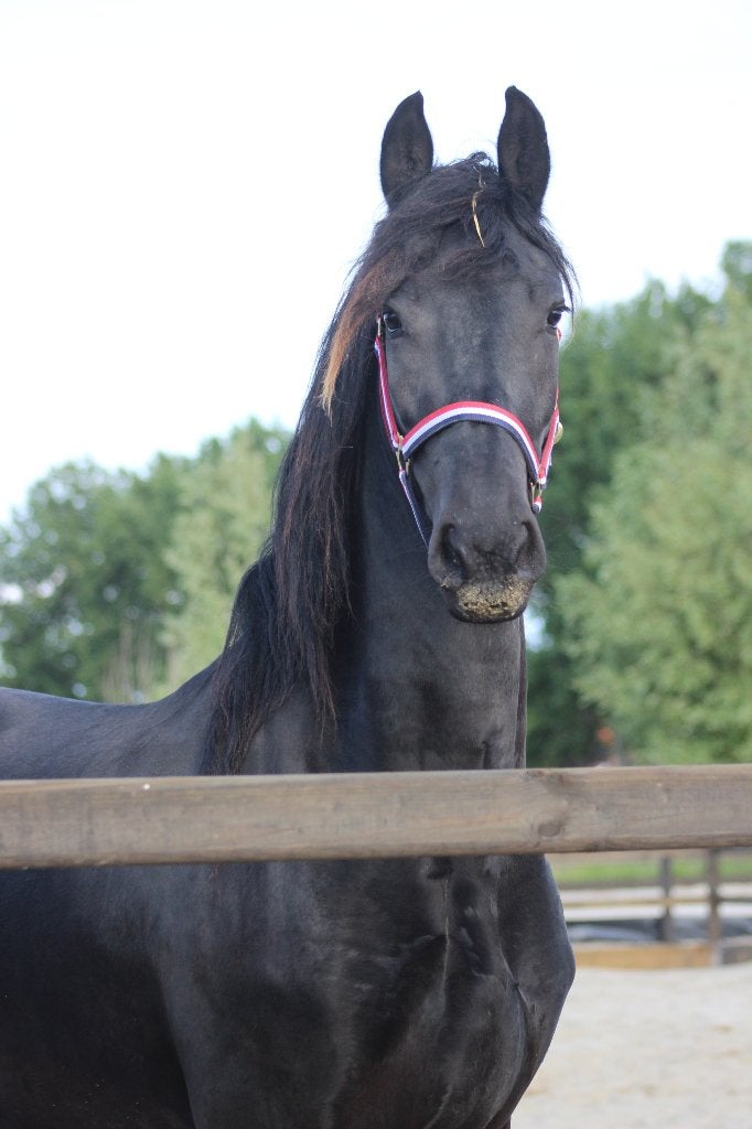 4 jarige Friese stermerrie, Dieren en Toebehoren, Merrie, Recreatiepaard, 3 tot 6 jaar