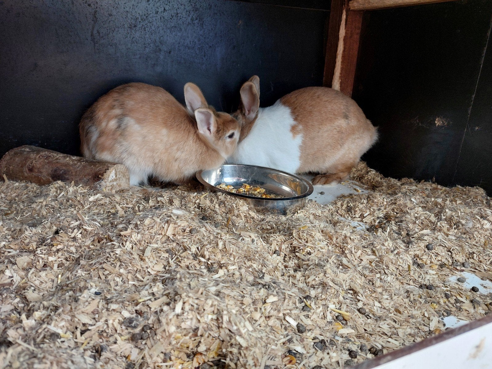 Dweg konijntjes  Hollandertjes, Dieren en Toebehoren, Konijnen, Meerdere dieren