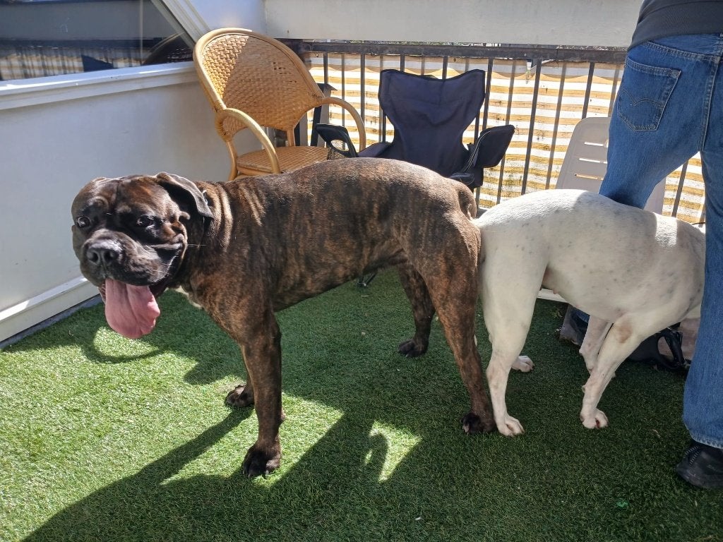 Exclusieve pups te koop: Dogo Argentino x Cane Corso, Overige rassen, 8 tot 15 weken, Meerdere, Meerdere dieren