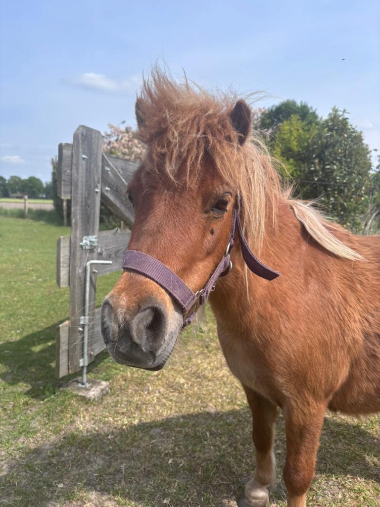 Shetlander vos merrie 7 jaar, Dieren en Toebehoren, Merrie, A pony (tot 1.17m), Onbeleerd, Gechipt