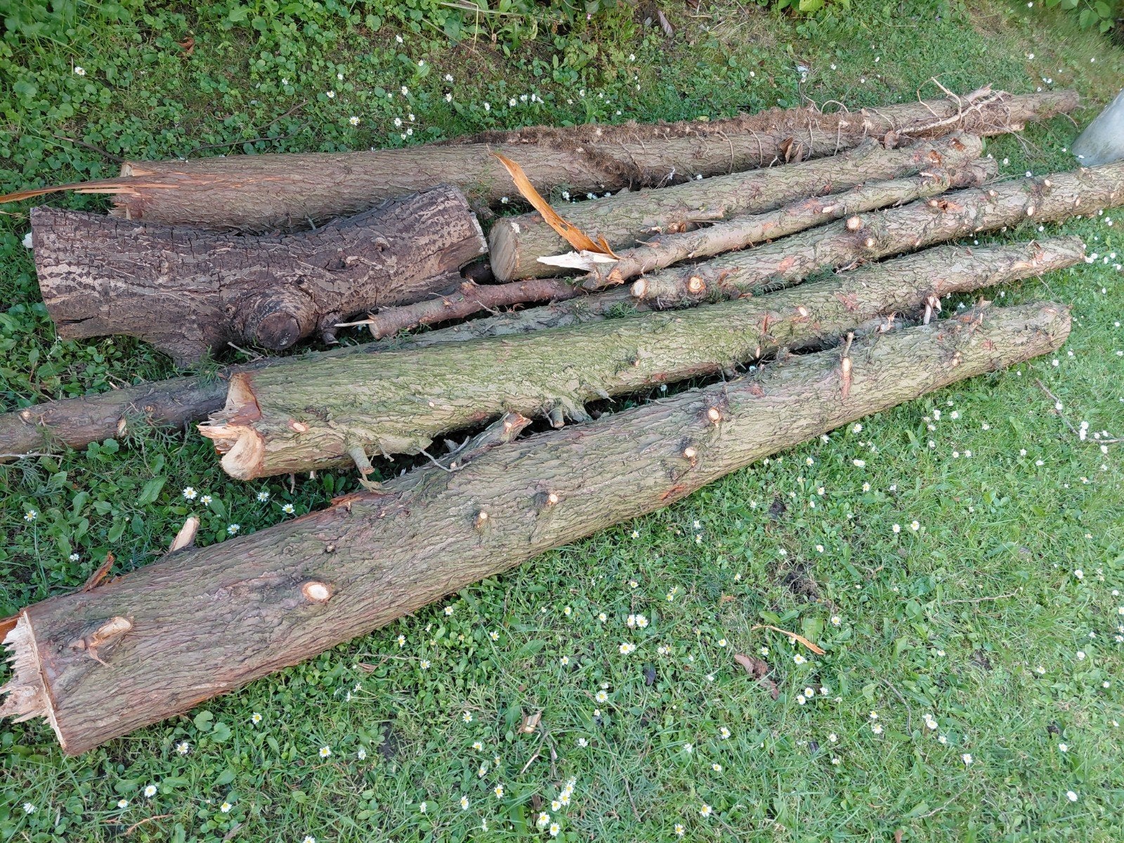 Boomstammen, Tuin en Terras, Ophalen of Verzenden, 250 cm of meer, Palen
