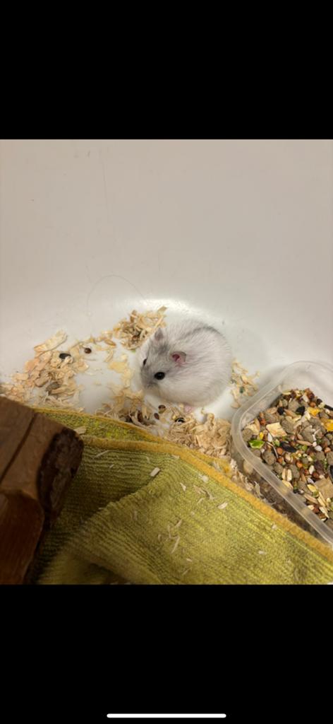 Hamsters, Hamster, April, Meerdere dieren, Tam