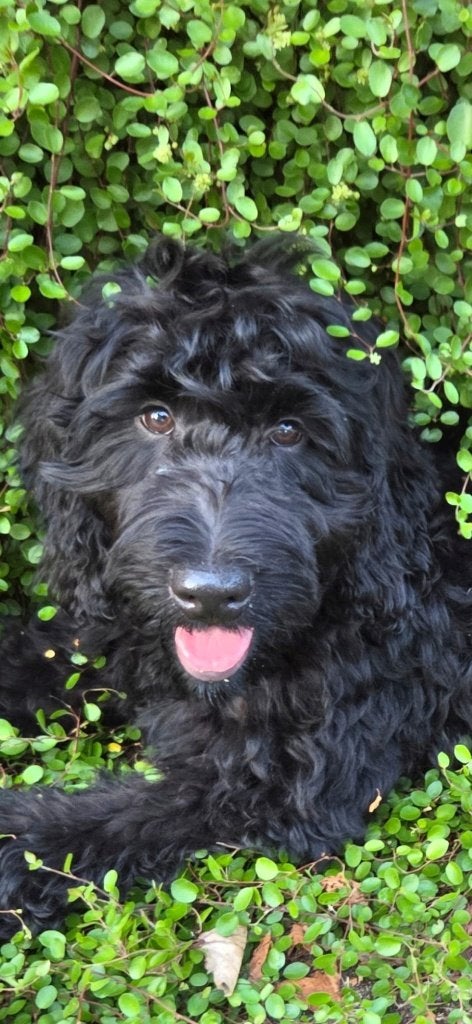 goed baasje gezocht voor deze knappe herplaatser labradoodle, Parvo, Nederland, 15 weken tot 1 jaar, Meerdere