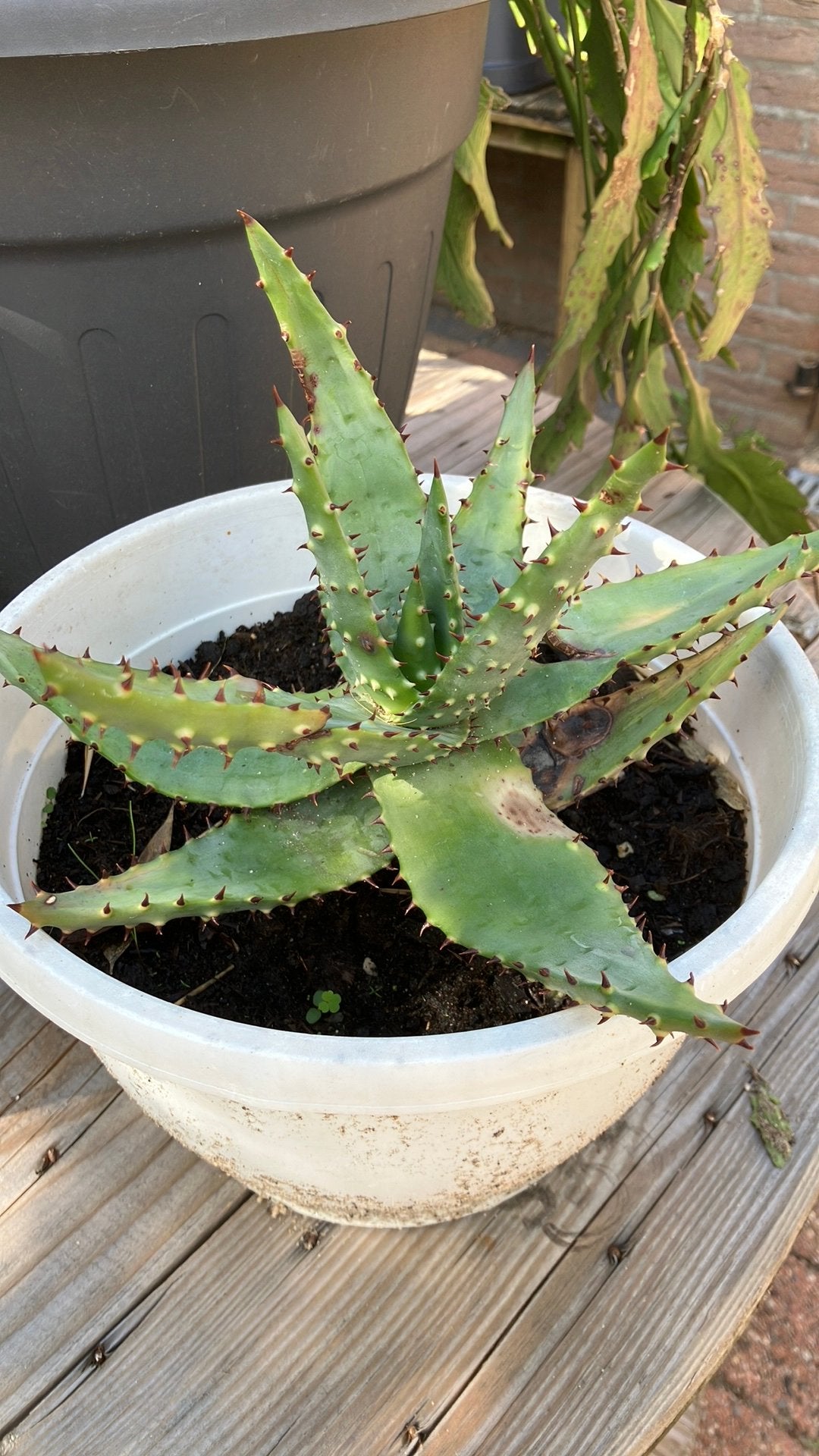 Aloe vera, Huis en Inrichting, Ophalen, Vetplant, Volle zon, Minder dan 100 cm