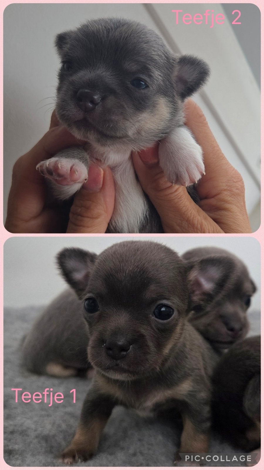 Nog 2 prachtige grijze chihuahua teefjes beschikbaar, Parvo, 8 tot 15 weken, Meerdere, Meerdere dieren