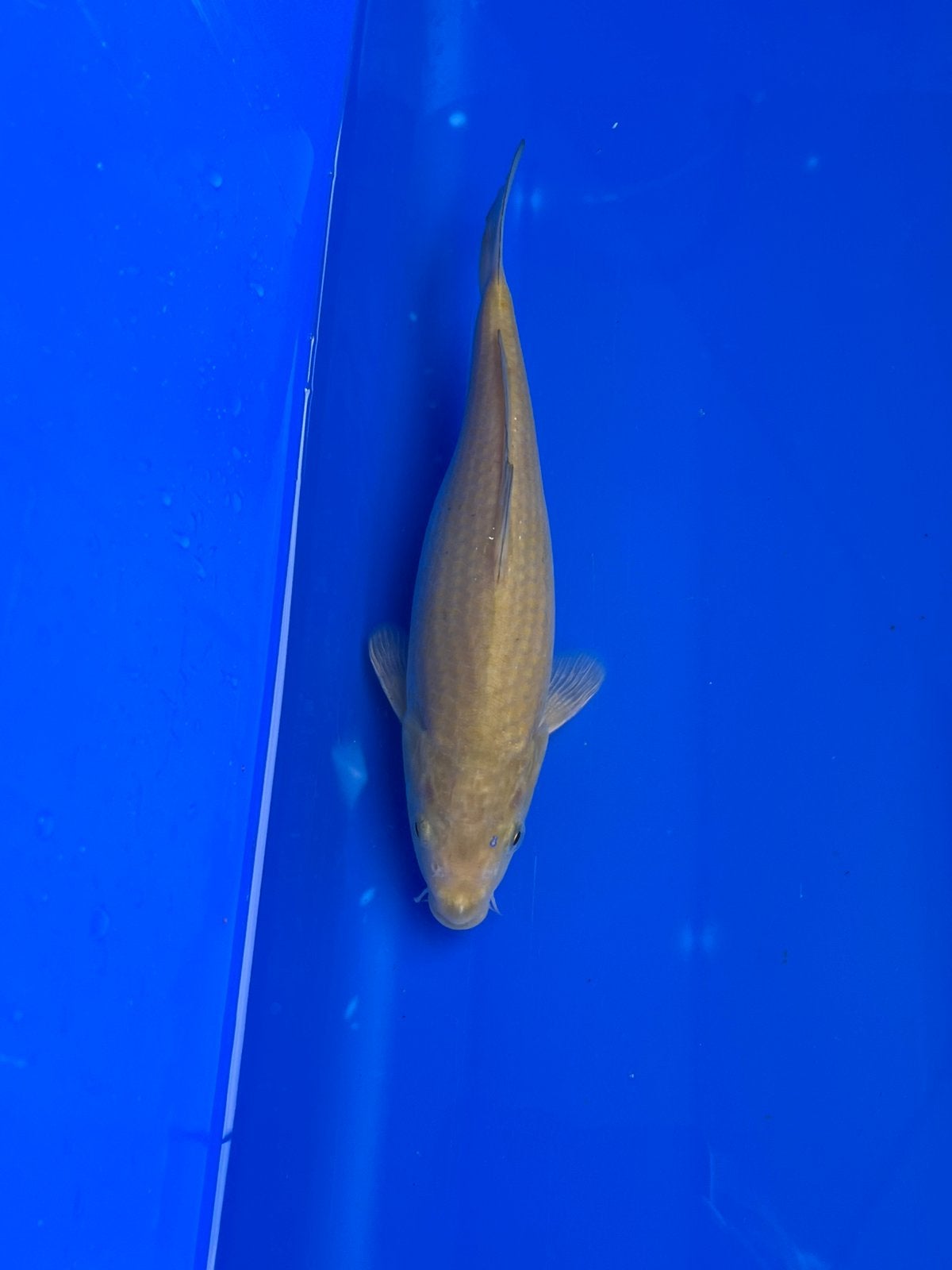 Chagoi, Dieren en Toebehoren, Karper of Koi