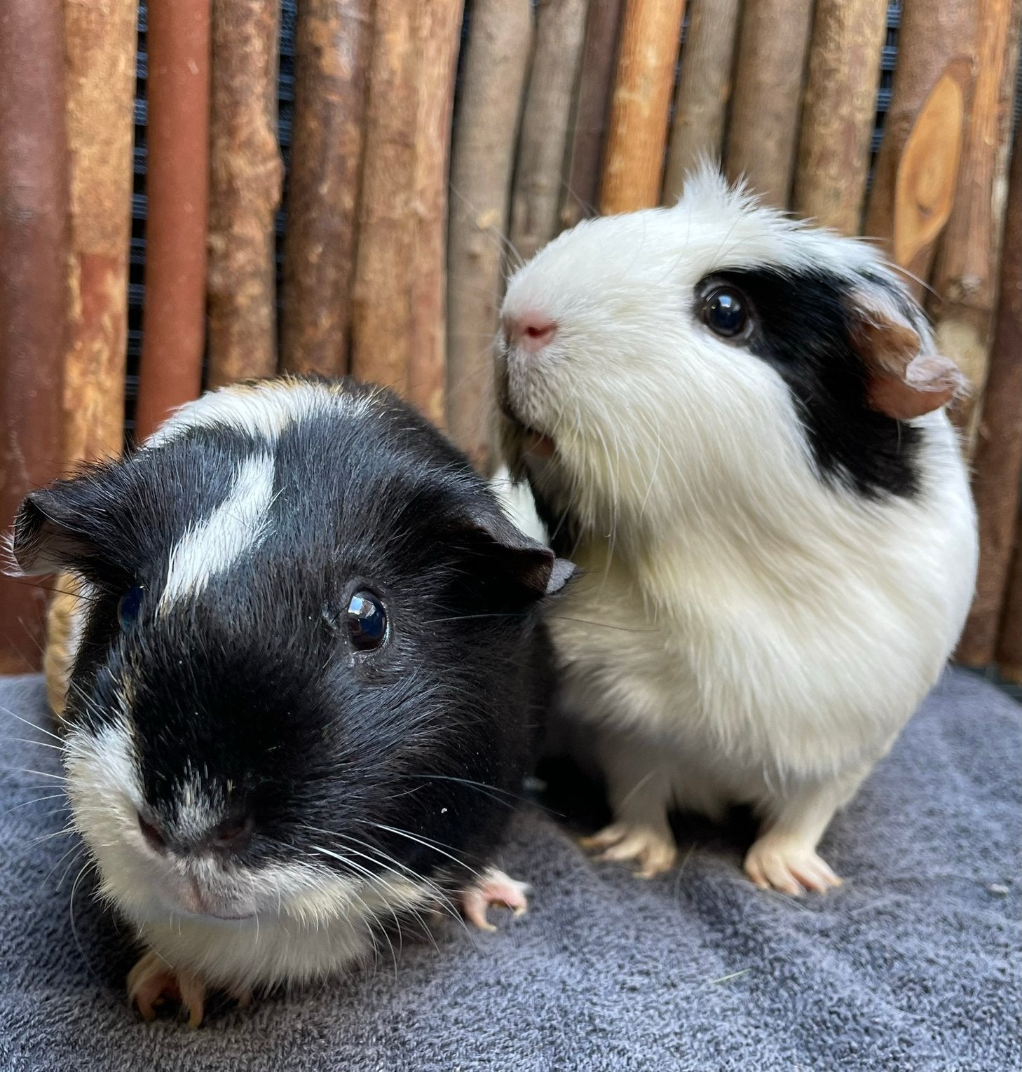 Cavia zeugjes Snowy & Pebbles, Dieren en Toebehoren, Knaagdieren, Cavia, Augustus, Vrouwelijk, Tam