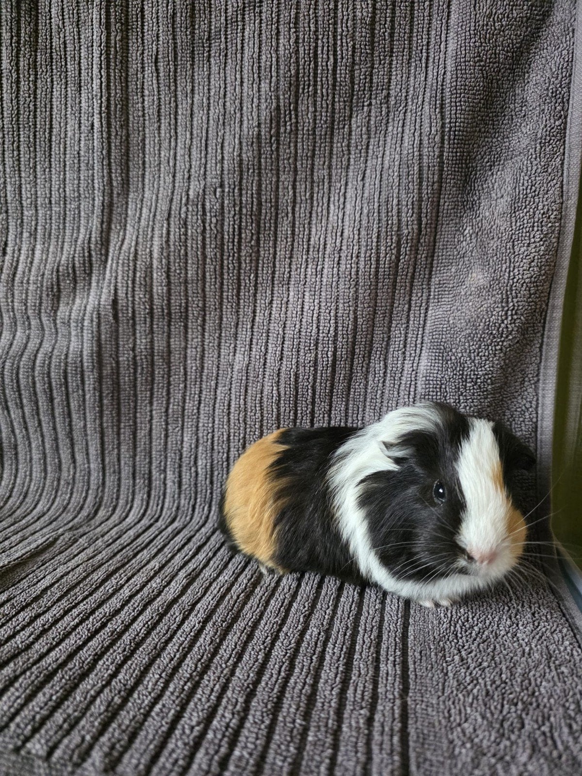 cavia beertje sep 2026, Cavia, Mannelijk, Tam, September