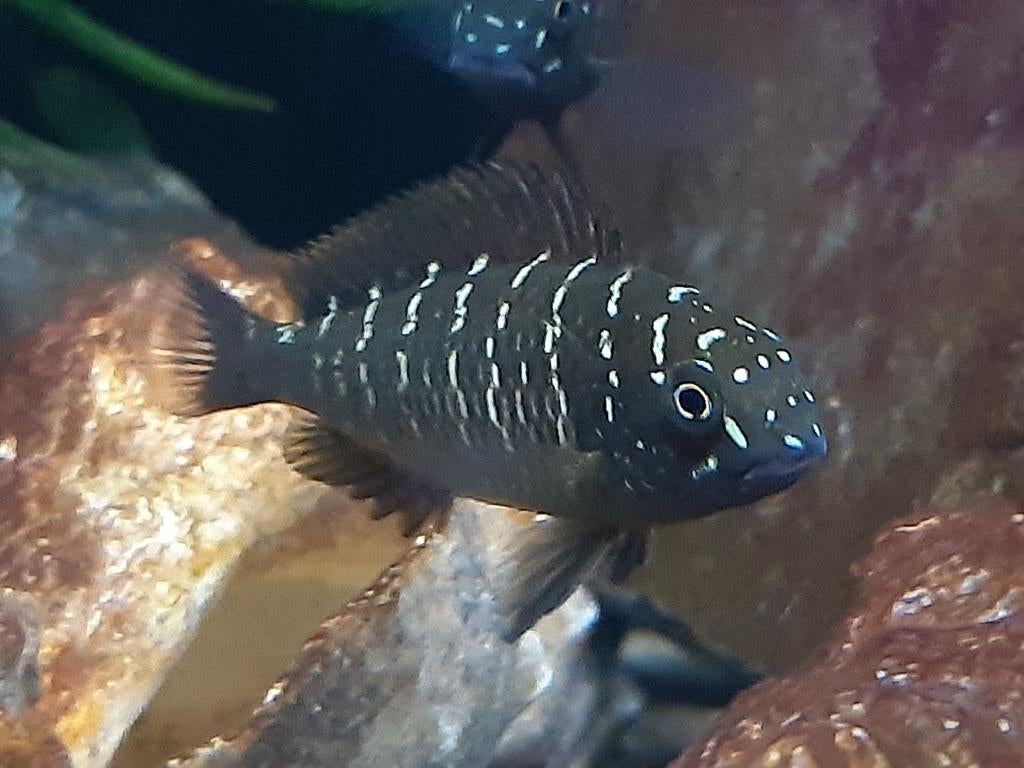 Tanganyika cichiden, Dieren en Toebehoren, Vissen | Aquariumvissen, Vis, Zoetwatervis, Schoolvis