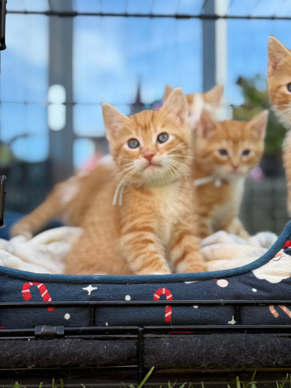 3 Rode Kittens (8 weken) zoeken  een liefdevol en warm thuis, Poes, 0 tot 2 jaar