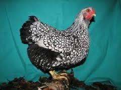 KRIELKIPPEN:Wyandotte-Sussex-Australorp-Barnevelder-Welsumer, Dieren en Toebehoren, Vrouwelijk, Kip