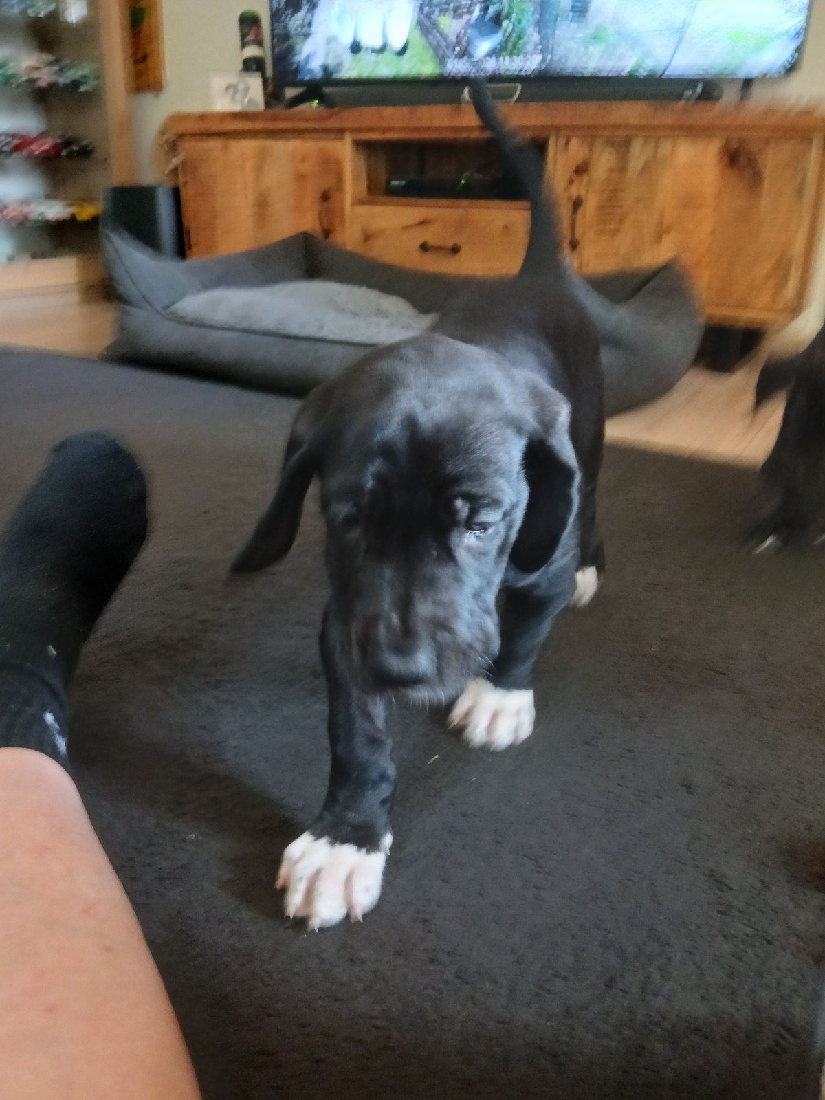 mooie duitse dog pups te koop, Dieren en Toebehoren, Honden | Niet-rashonden, 8 tot 15 weken, Groot, Meerdere, Meerdere dieren