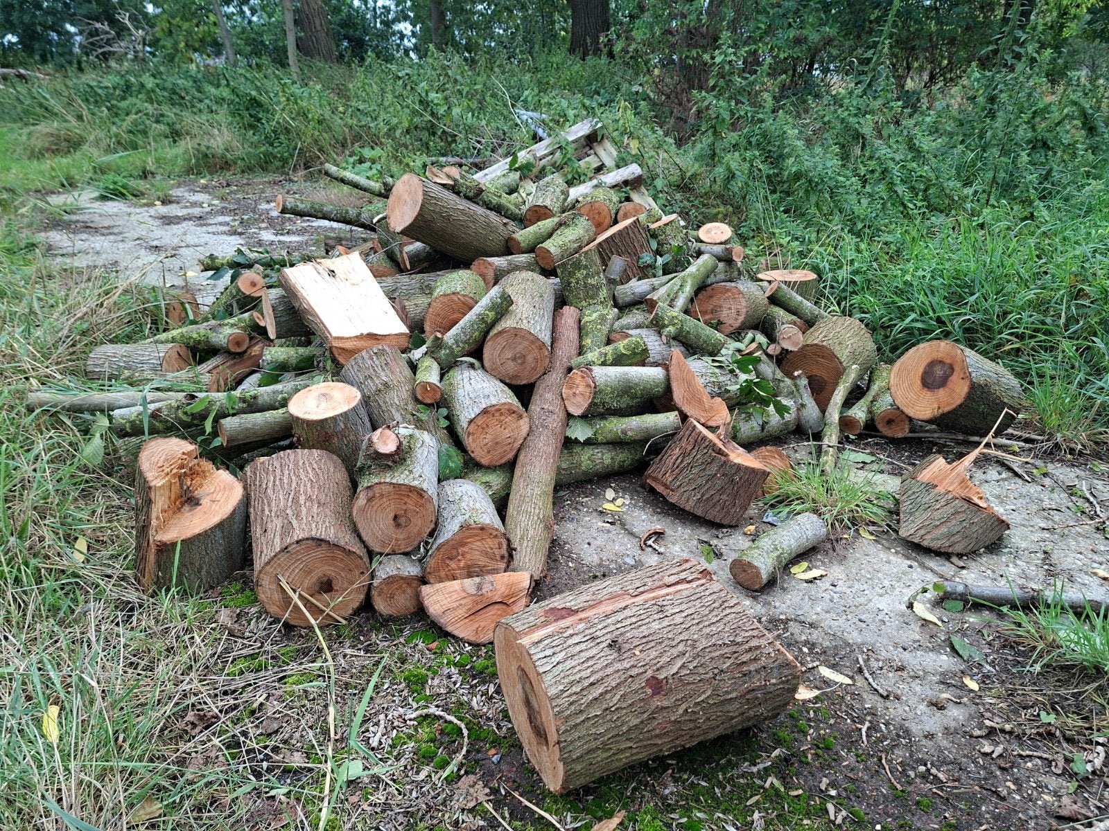 Diverse houtblokken en takken voor brandhout, Tuin en Terras, Haardhout, Minder dan 3 m³, Ophalen, Overige houtsoorten, Blokken