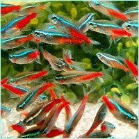 Neon Tetra, Vis, Zoetwatervis, Schoolvis