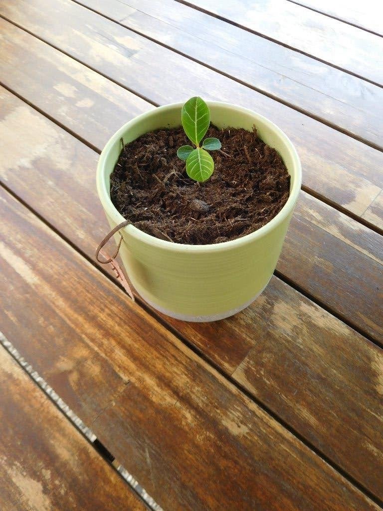 Madagascar Jewel, stekje in sierpot, Huis en Inrichting, Kamerplanten, Overige soorten, In pot, Minder dan 100 cm, Groene kamerplant