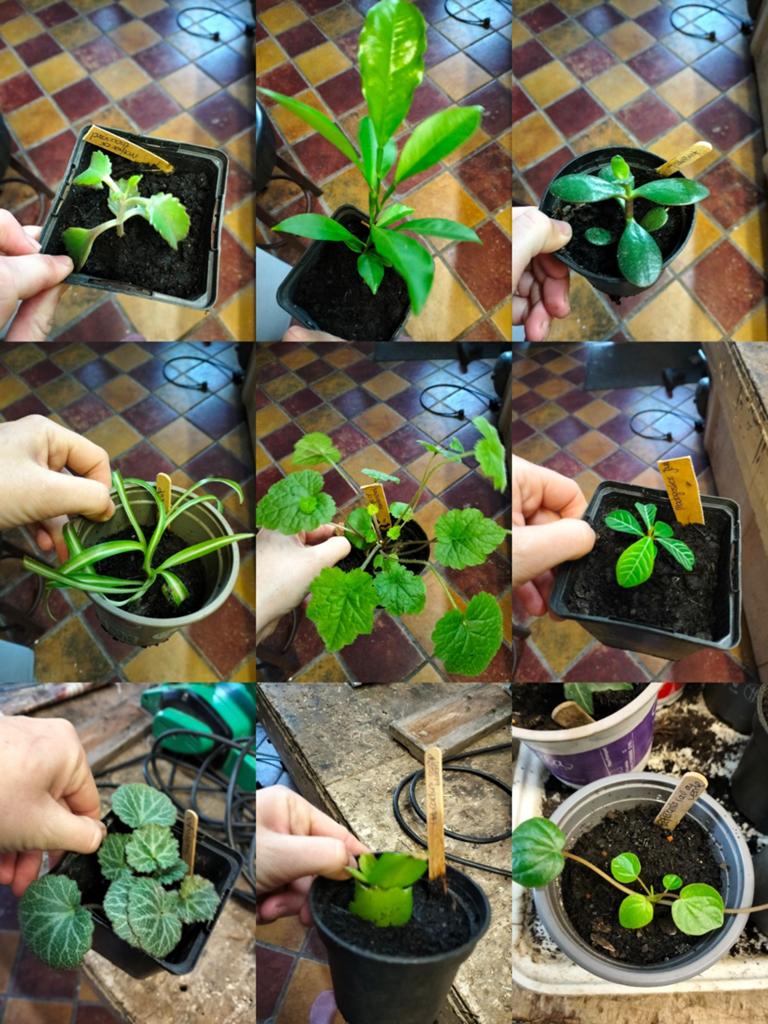 Allerlei kamerplant, binnenplant stekjes: Madagaskar jewel, Ophalen of Verzenden, Halfschaduw, Minder dan 100 cm