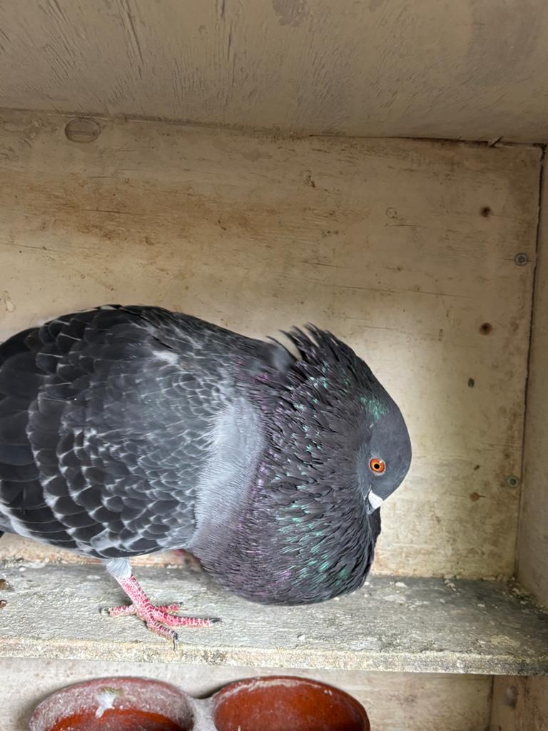 Mooie kras doffer, Dieren en Toebehoren, Meerdere dieren, Kropper