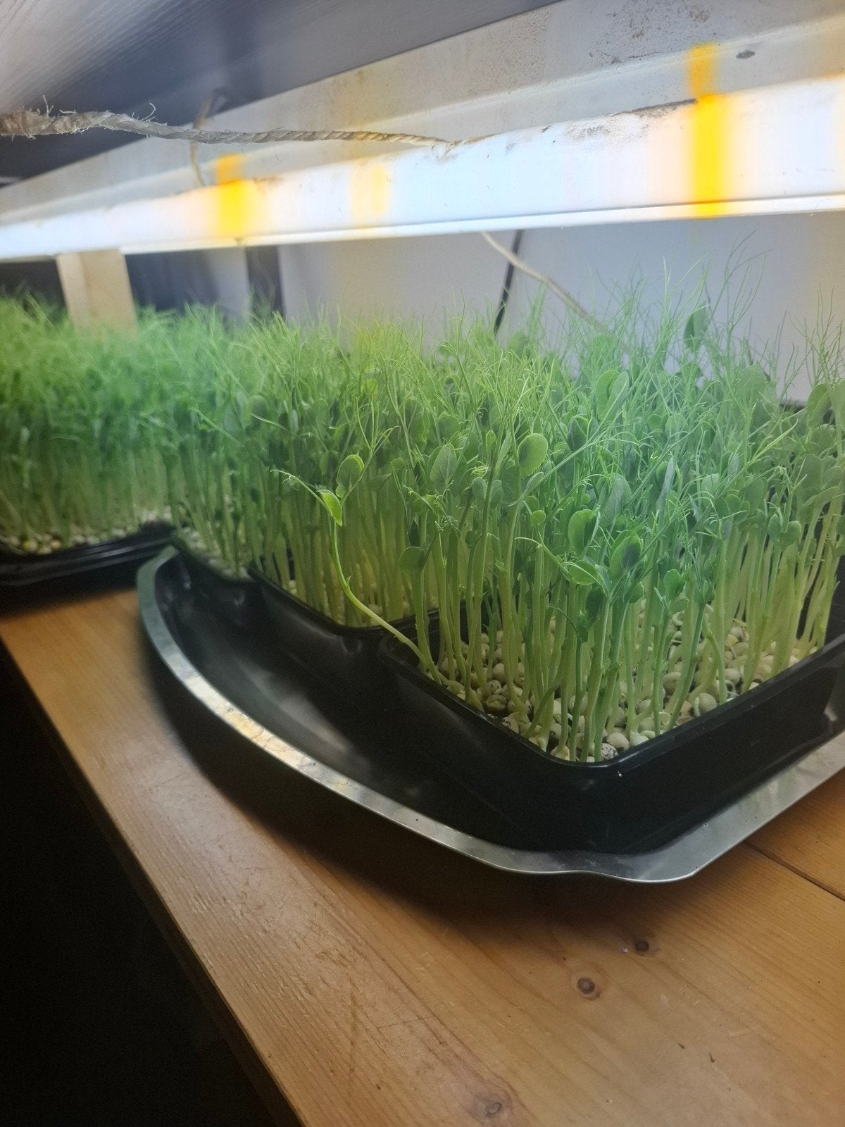 Microgreens erwerten 100 gram, Ophalen of Verzenden