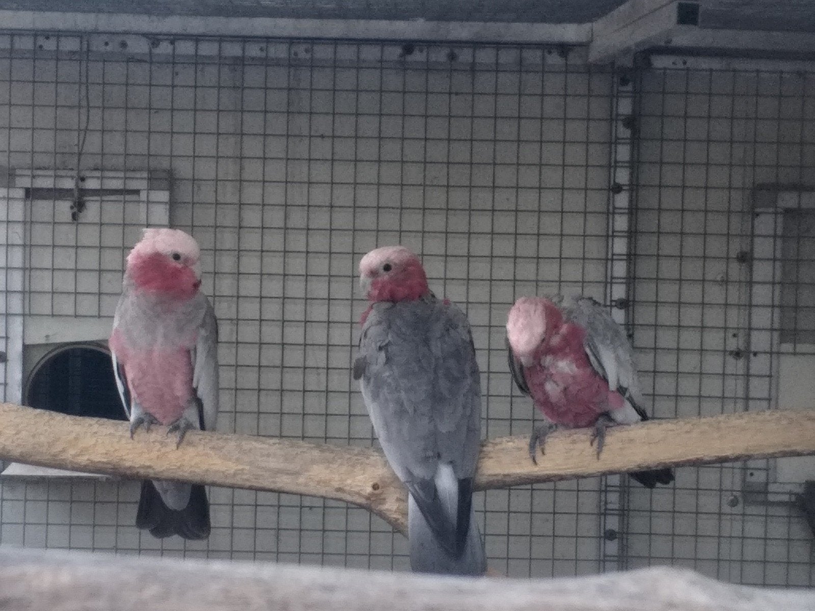 4  kaketoe  van Dit jaar gering, Geslacht onbekend
